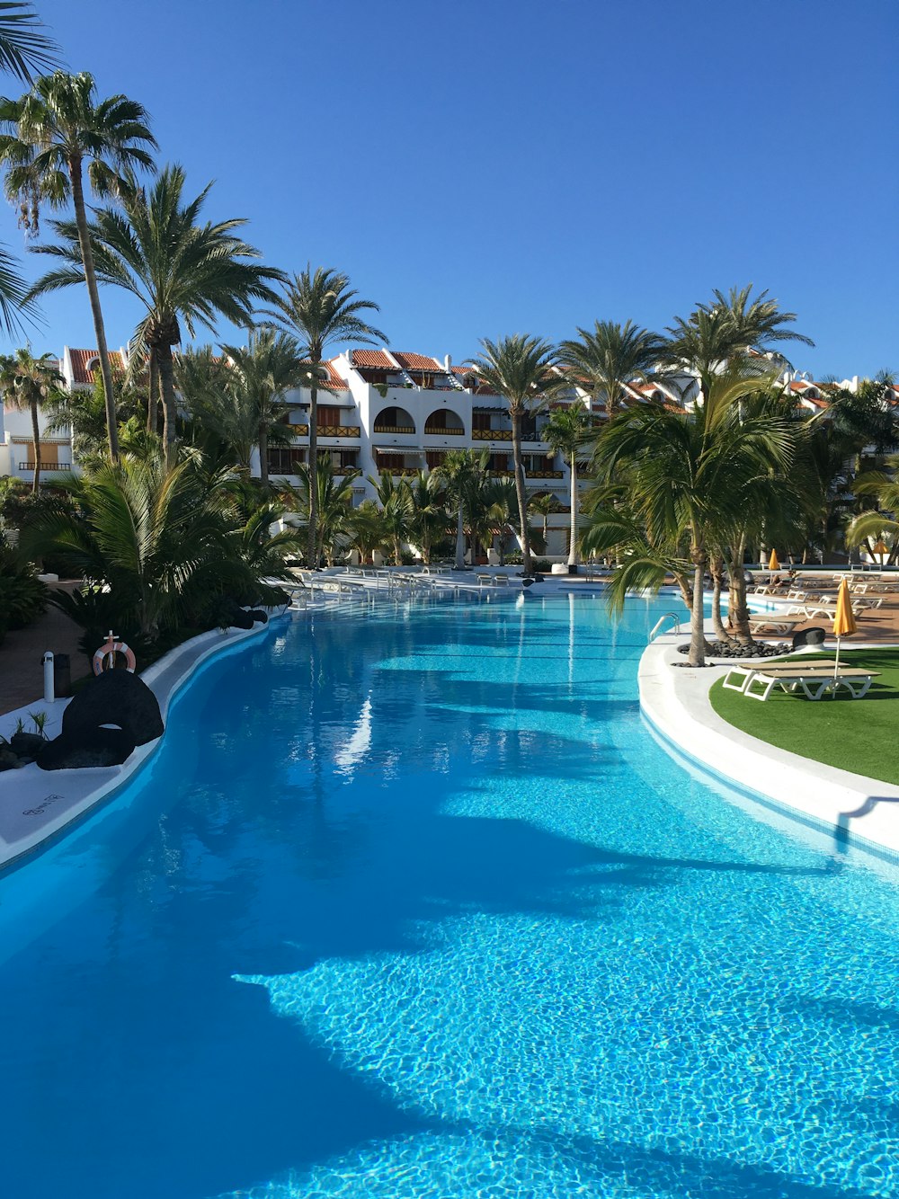 swimming pool surrounded by palm trees