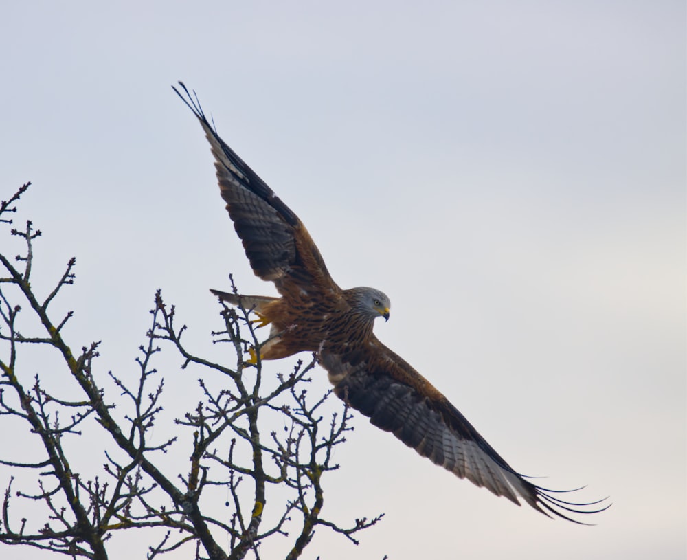 brown and white bird flying under white clouds during daytime