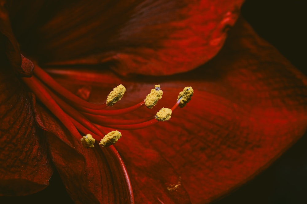 red and white floral textile