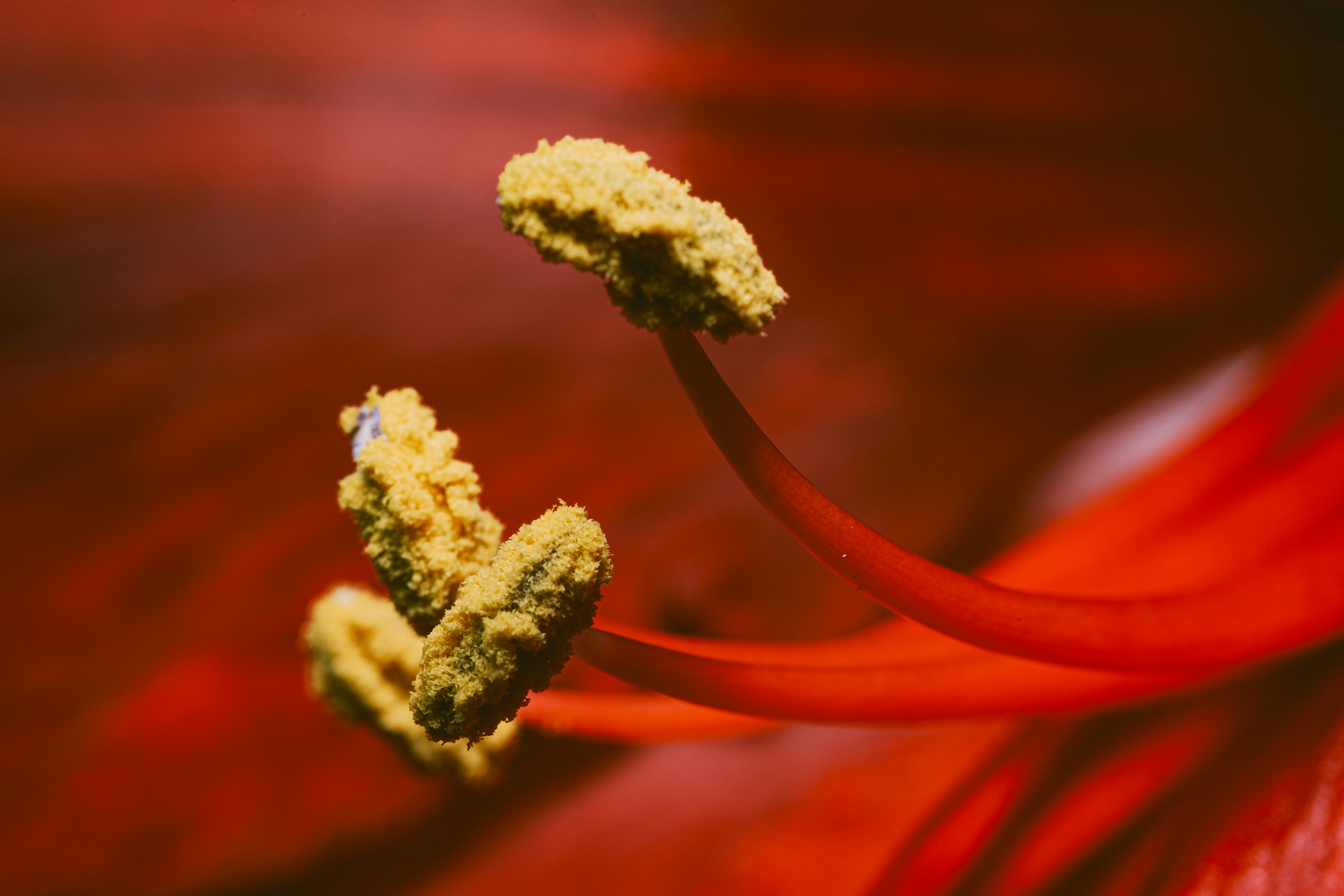 dolor de vejiga crónico, brown plant in macro lens