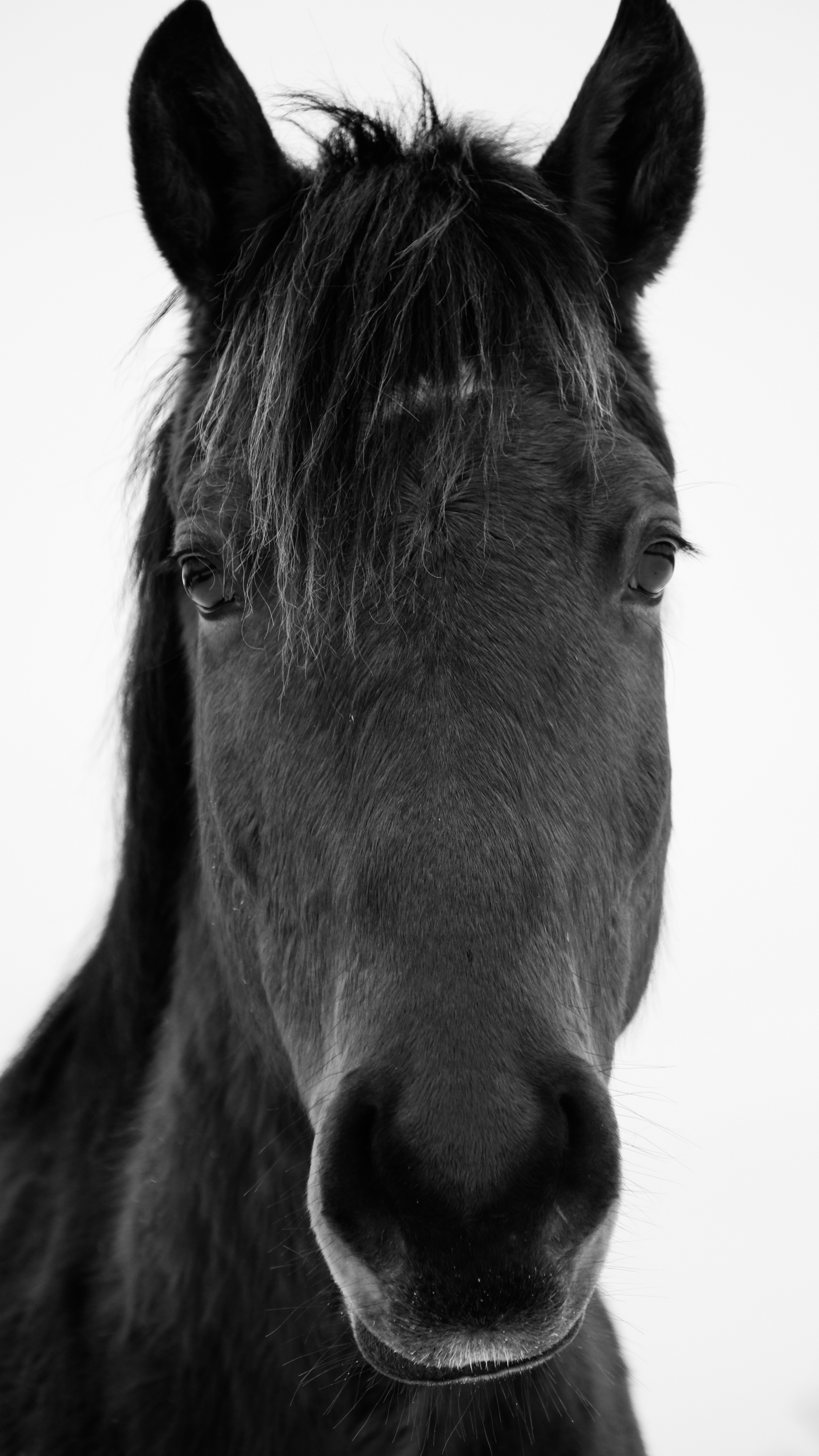 Majestic black horse in motion