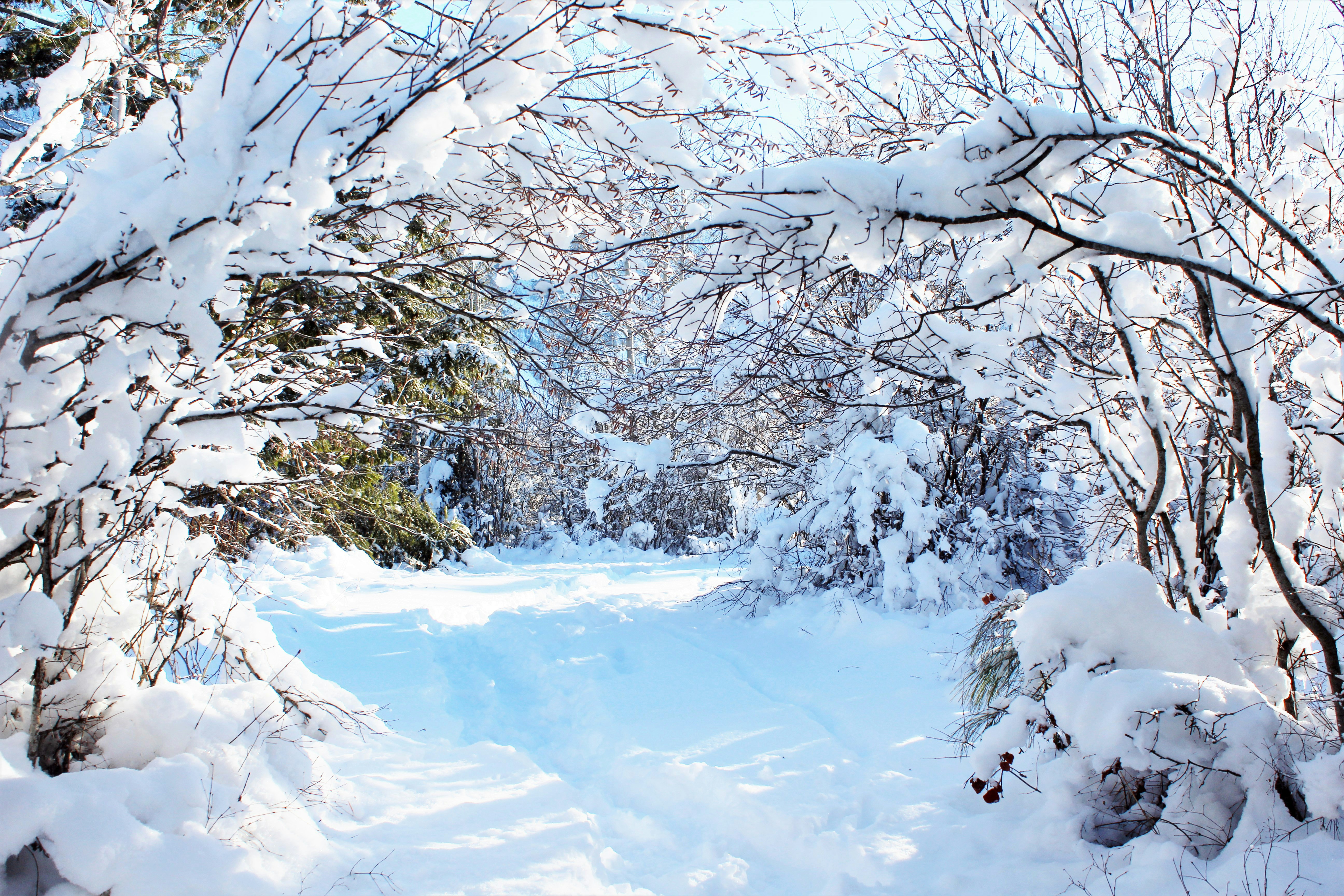 snow covered trees during daytime, snowy tree arches in winter scene