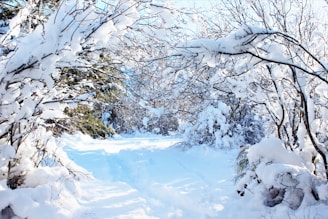 snow covered trees during daytime