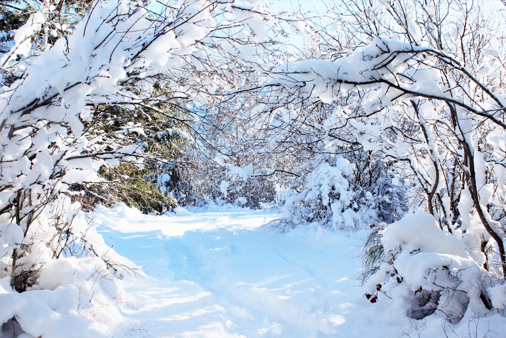 snow covered trees during daytime