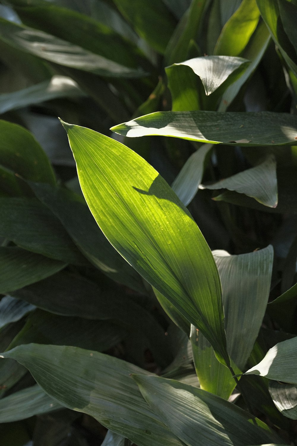 green plant with yellow flower bud