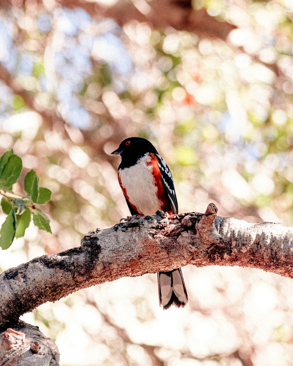 black and white bird on tree branch during daytime