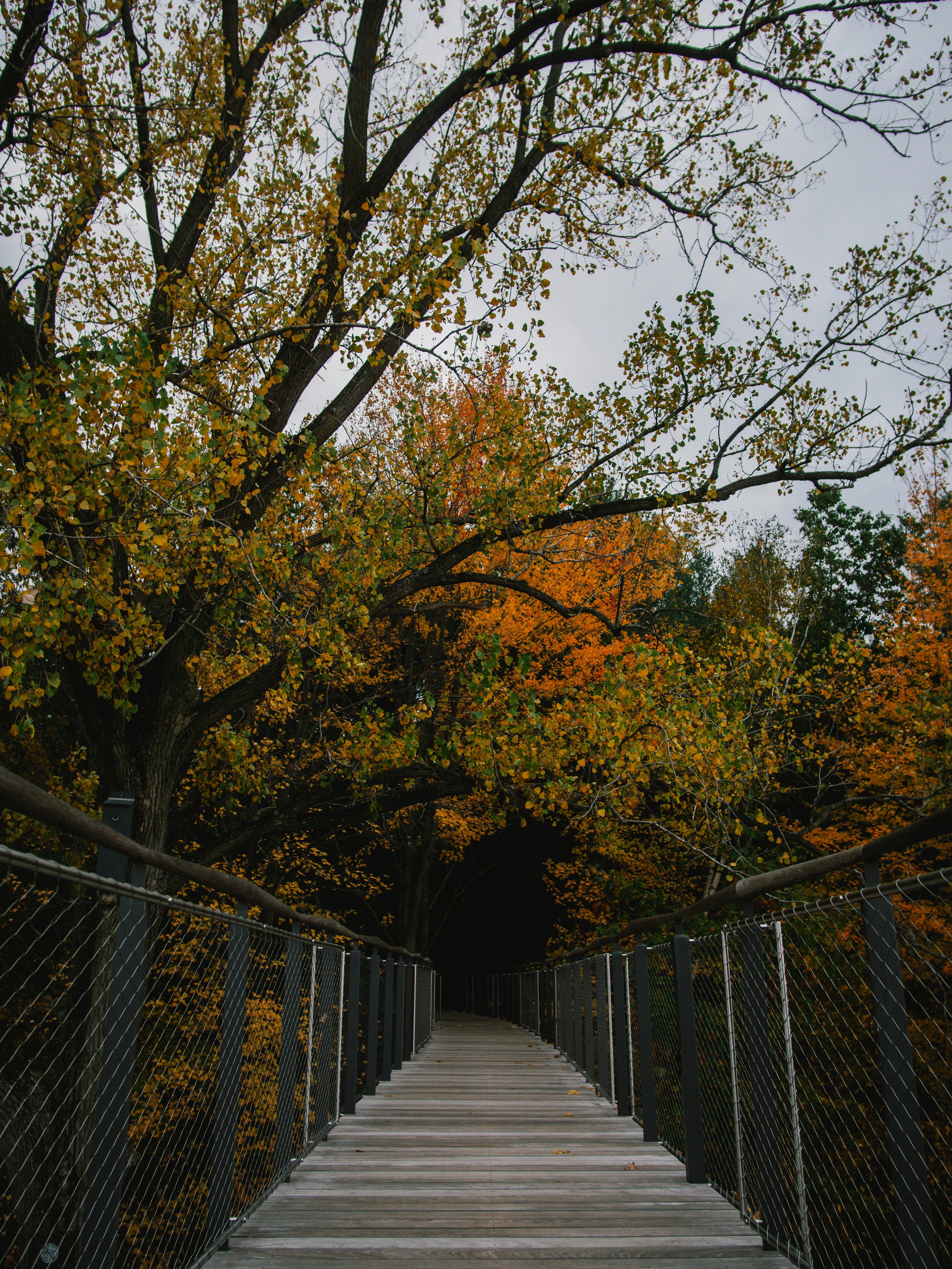 brown trees on gray concrete pathway