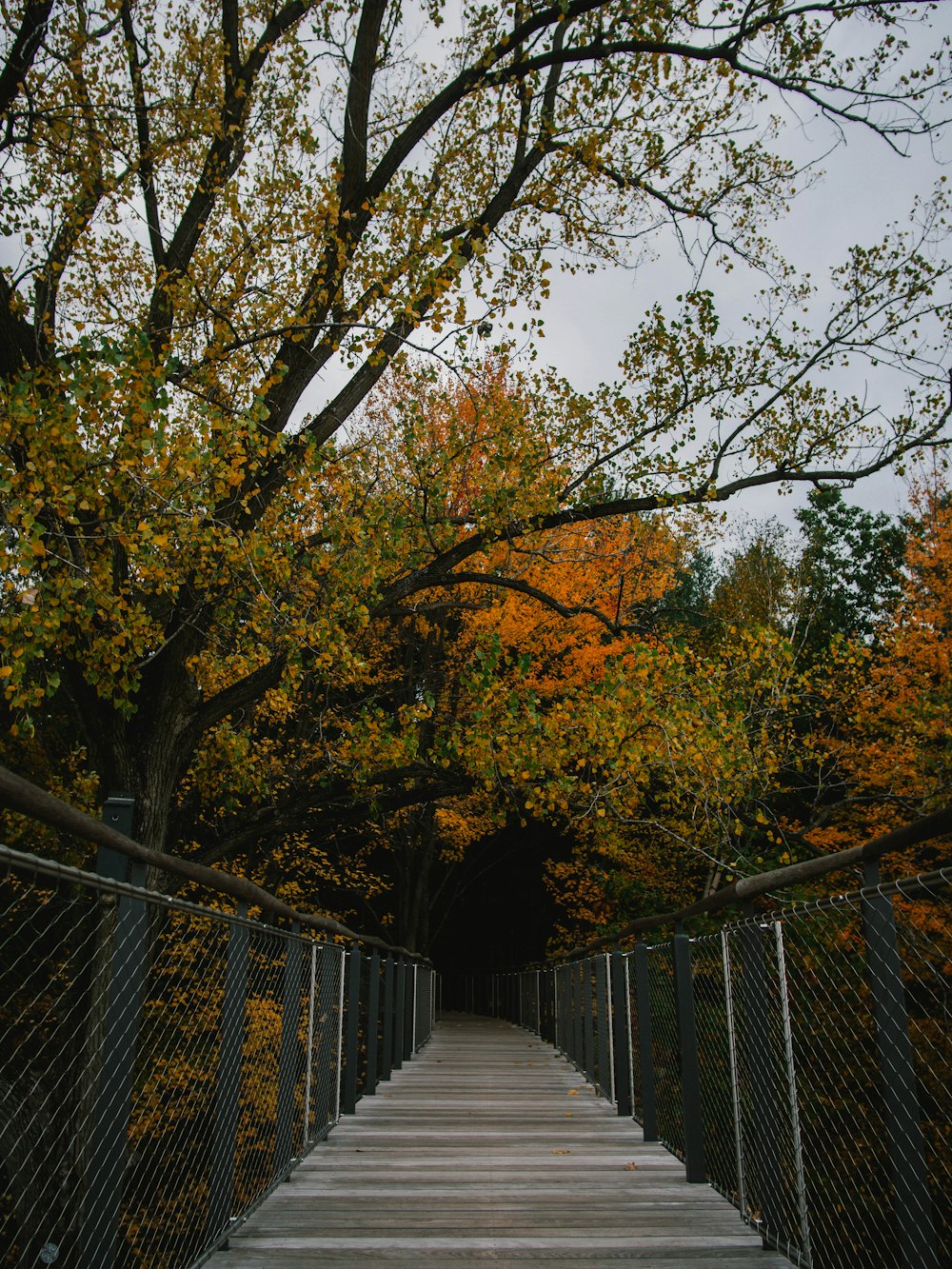 brown trees on gray concrete pathway