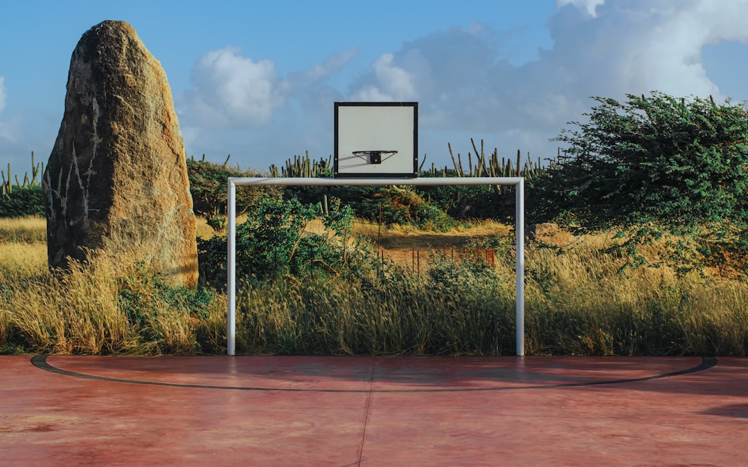 basketball hoop near trees during daytime