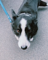 A black and white dog with a blue leash stands on a paved surface, looking up with large, expressive brown eyes. The dog's fur is predominantly black with a white stripe running down its nose.
