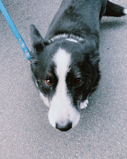 A black and white dog with a blue leash stands on a paved surface, looking up with large, expressive brown eyes. The dog's fur is predominantly black with a white stripe running down its nose.