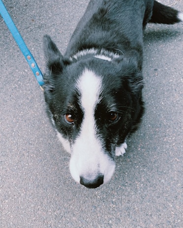 A black and white dog with a blue leash stands on a paved surface, looking up with large, expressive brown eyes. The dog's fur is predominantly black with a white stripe running down its nose.