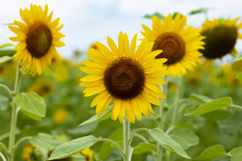 yellow sunflower in close up photography during daytime