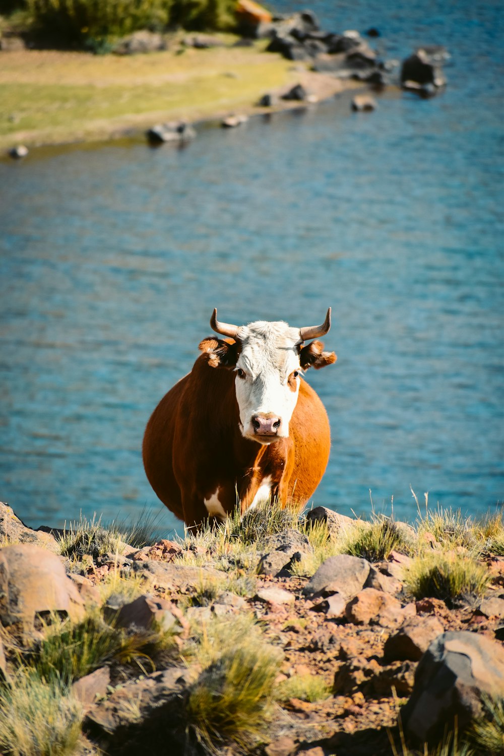 mucca marrone e bianca sul campo marrone vicino allo specchio d'acqua durante il giorno