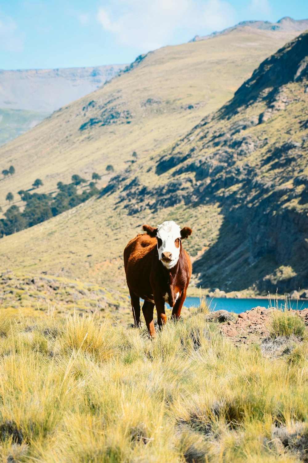 brown and white cow on green grass field during daytime