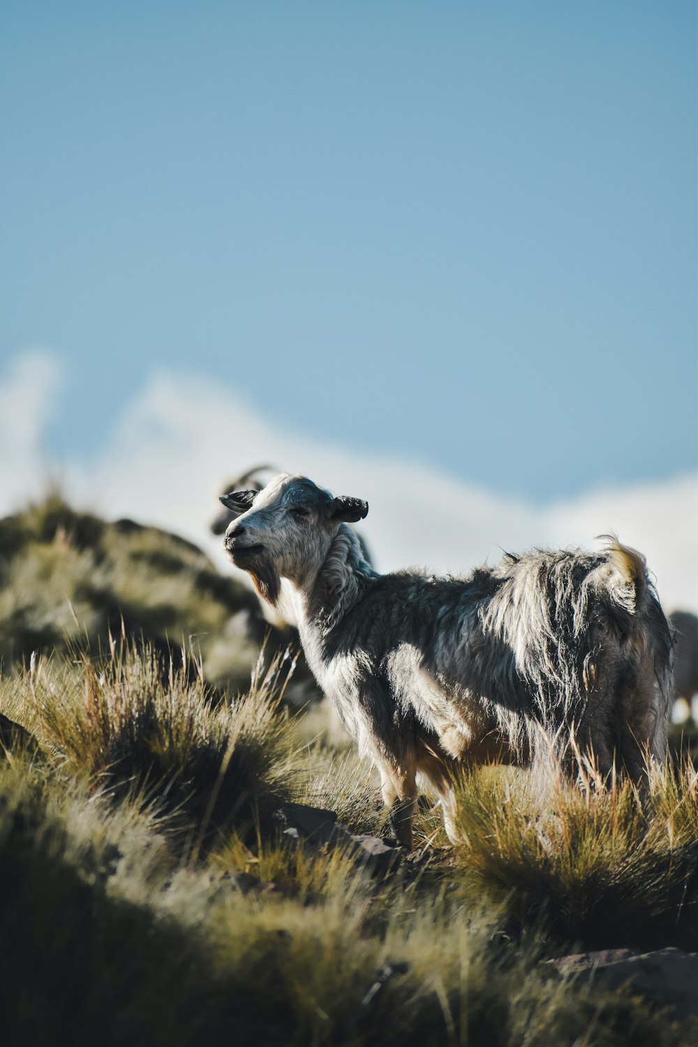 a dog standing on top of a grass covered hill