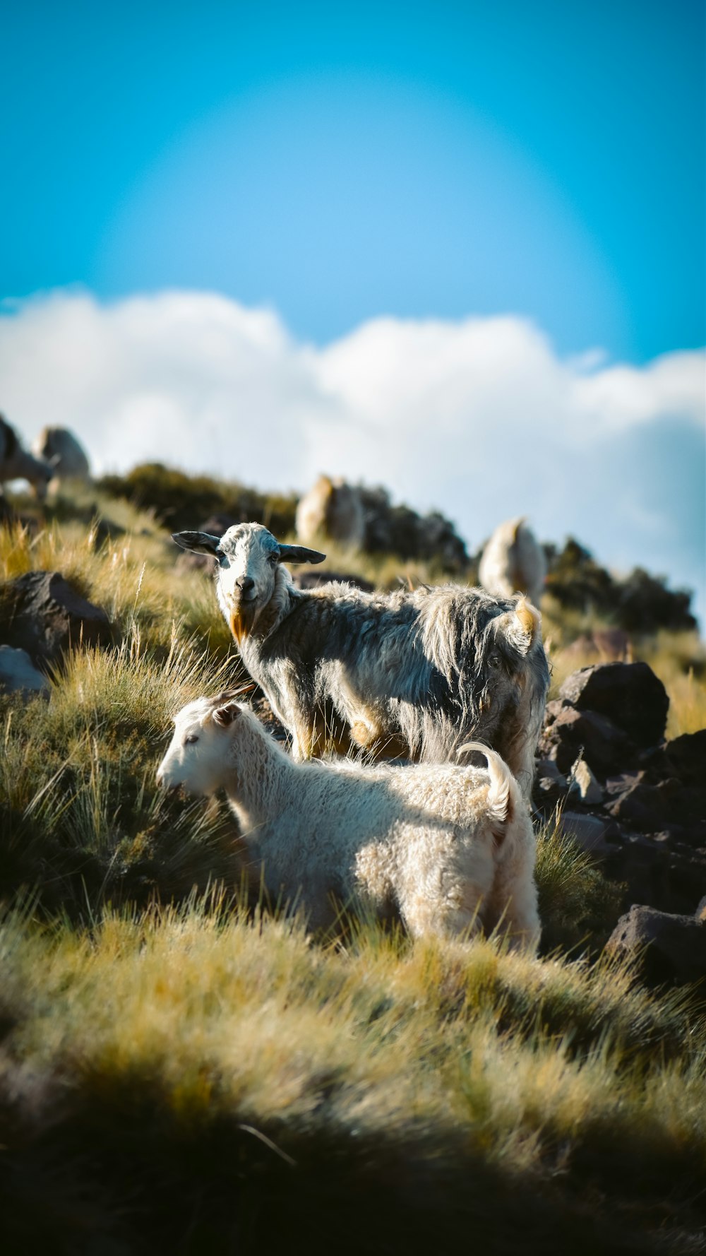 Chèvres blanches et noires sur un champ d’herbe verte sous un ciel bleu pendant la journée