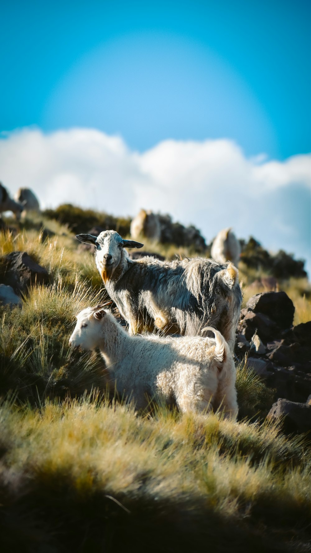 white and black goats on green grass field under blue sky during daytime