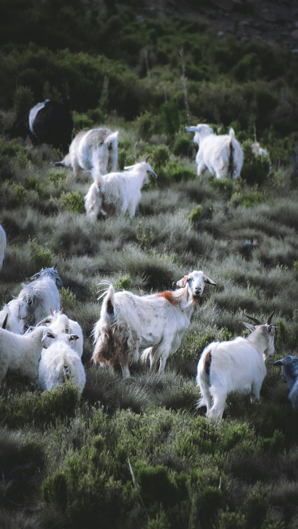 white and brown goats on green grass during daytime