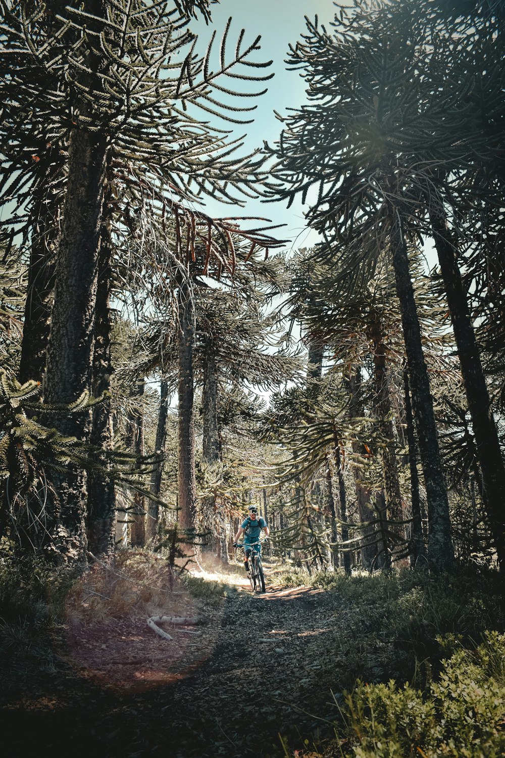 man in blue jacket and blue denim jeans walking on forest during daytime