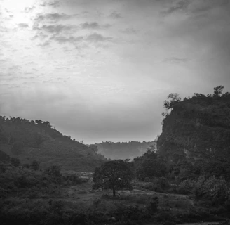 Black and white photo of Brazilian cerrado landscape with native vegetation under soft sunlight.