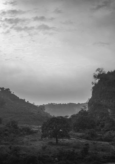 Black and white photo of Brazilian cerrado landscape with native vegetation under soft sunlight.