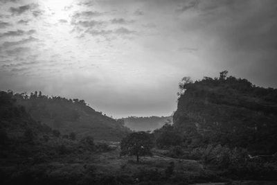 Black and white photo of Brazilian cerrado landscape with native vegetation under soft sunlight.