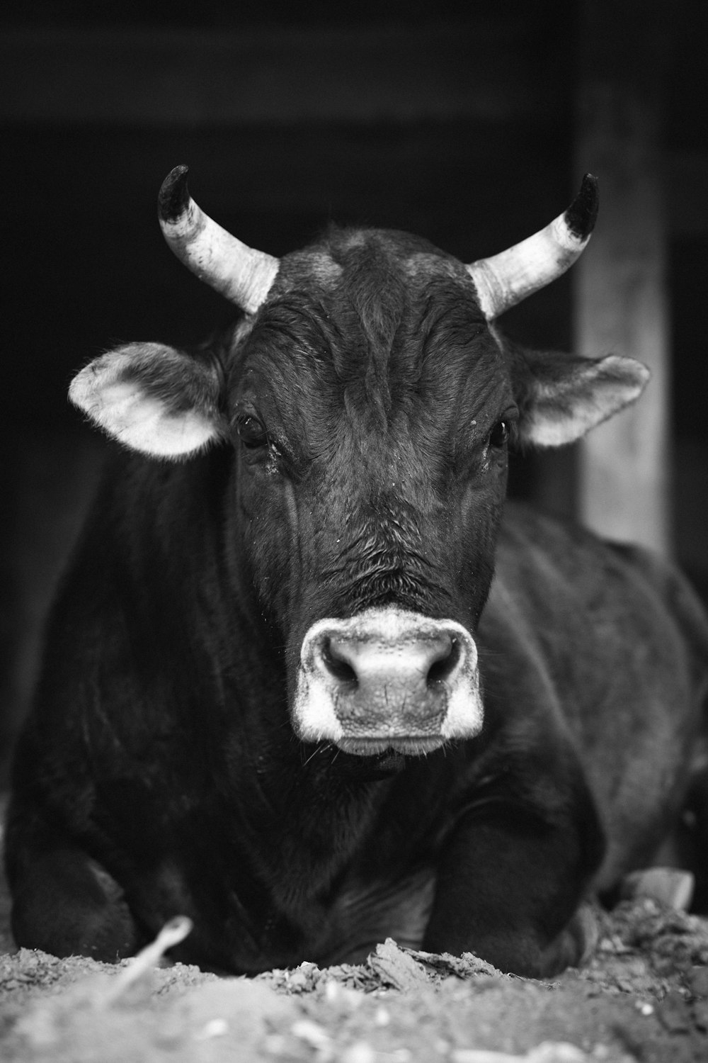 grayscale photo of cow with white eye