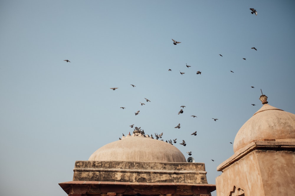 flock of birds flying over brown concrete building during daytime