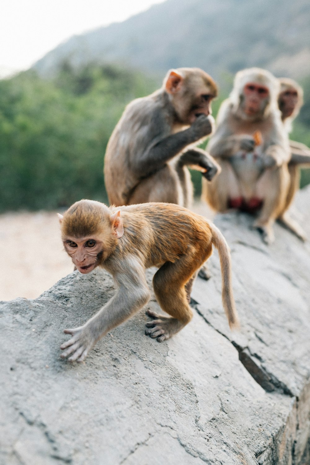 brown monkey sitting on gray concrete wall during daytime