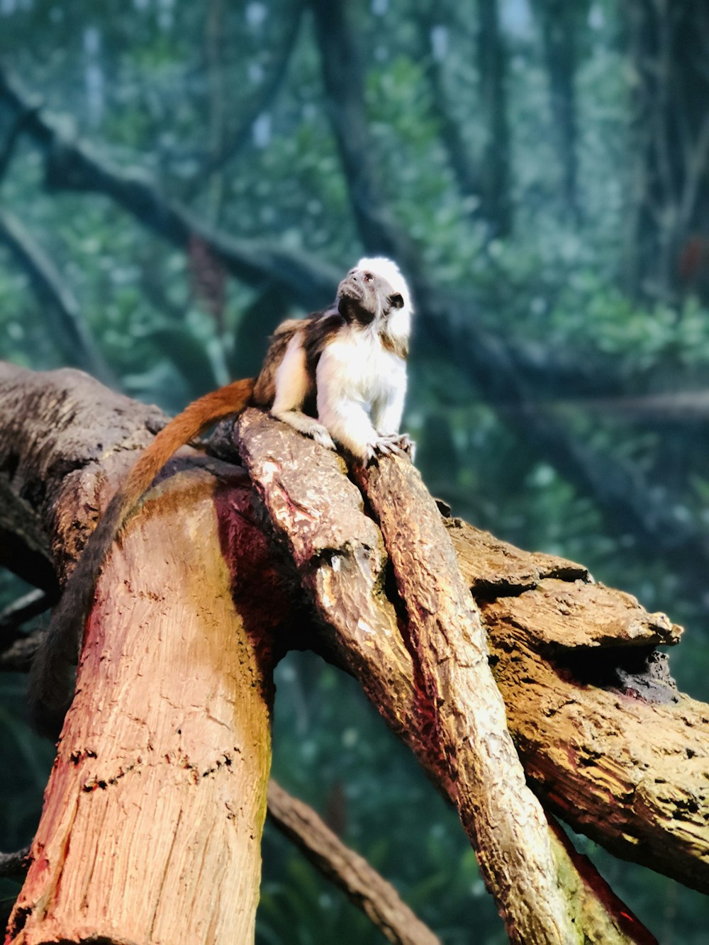 white and brown owl on brown tree branch during daytime