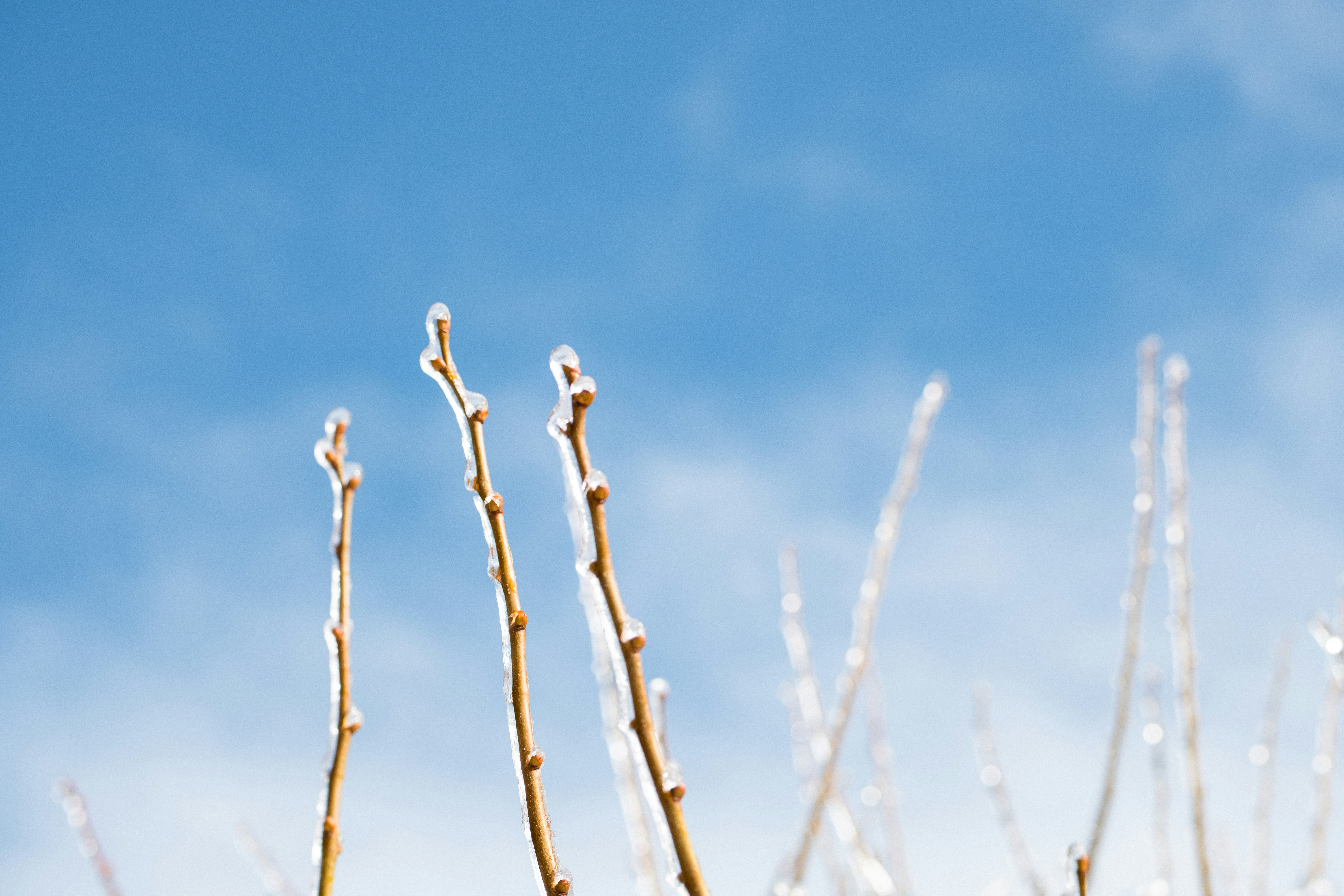 brown leafless tree under blue sky during daytime