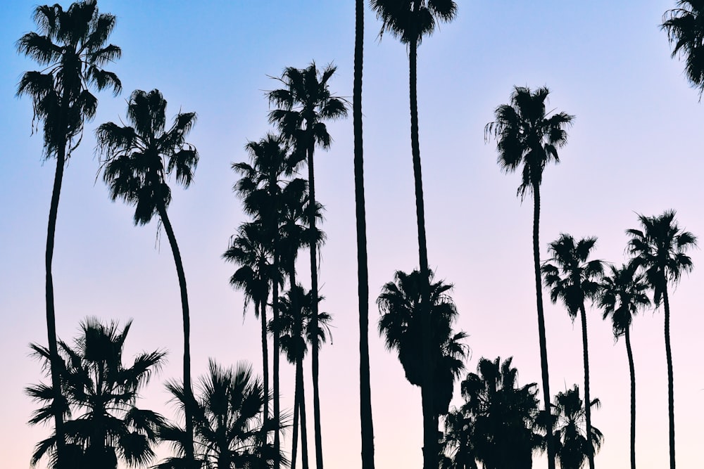 green palm trees under blue sky during daytime