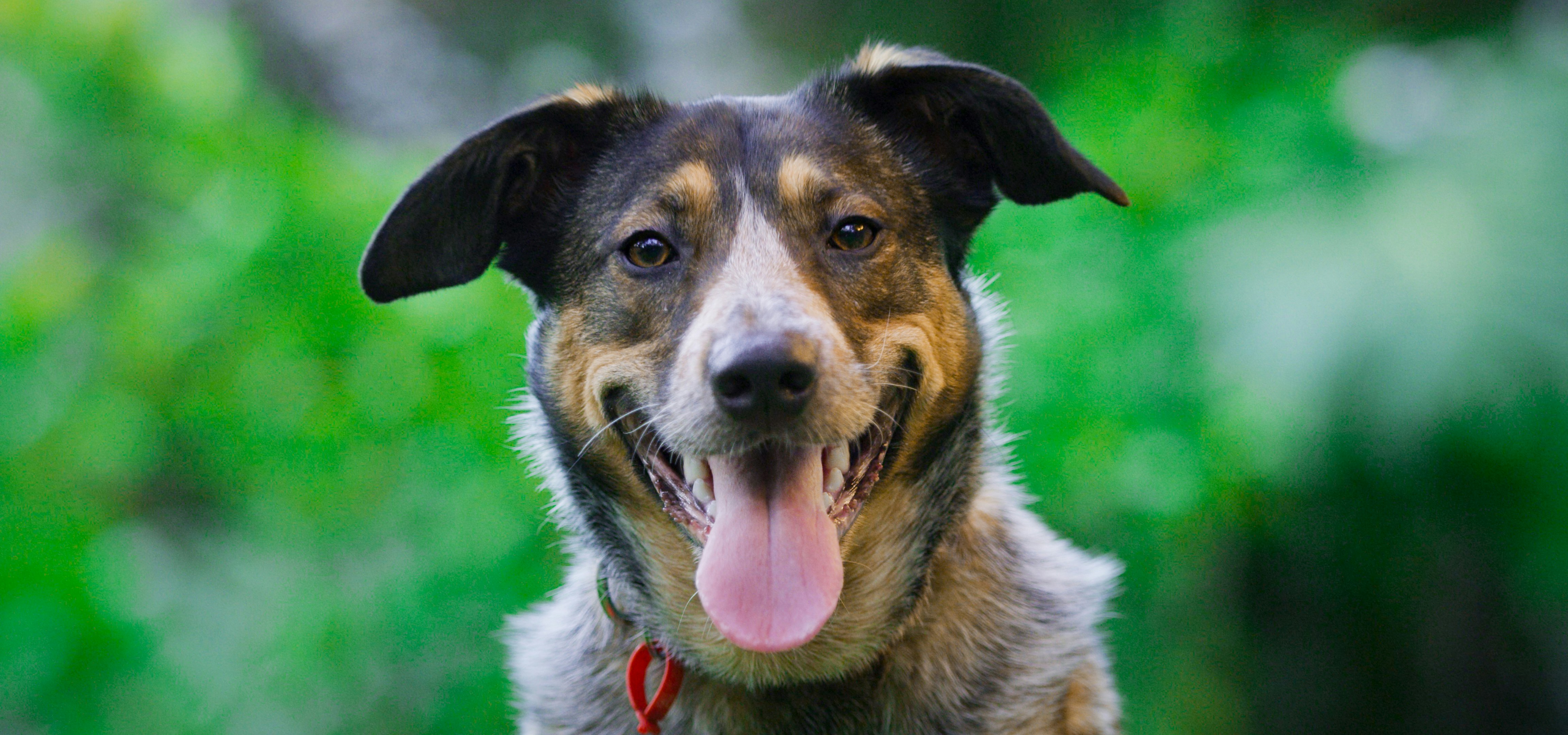 Are Australian Cattle Dogs Hypoallergenic