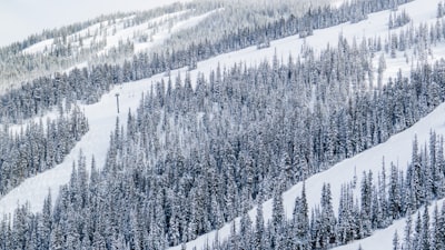 grayscale photo of pine trees wintry zoom background