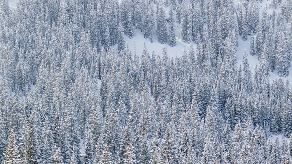 white and gray trees during daytime