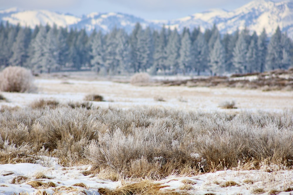 brown grass field during daytime