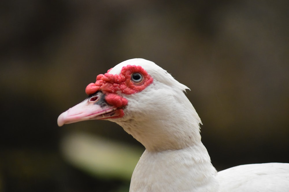 white duck with red beak