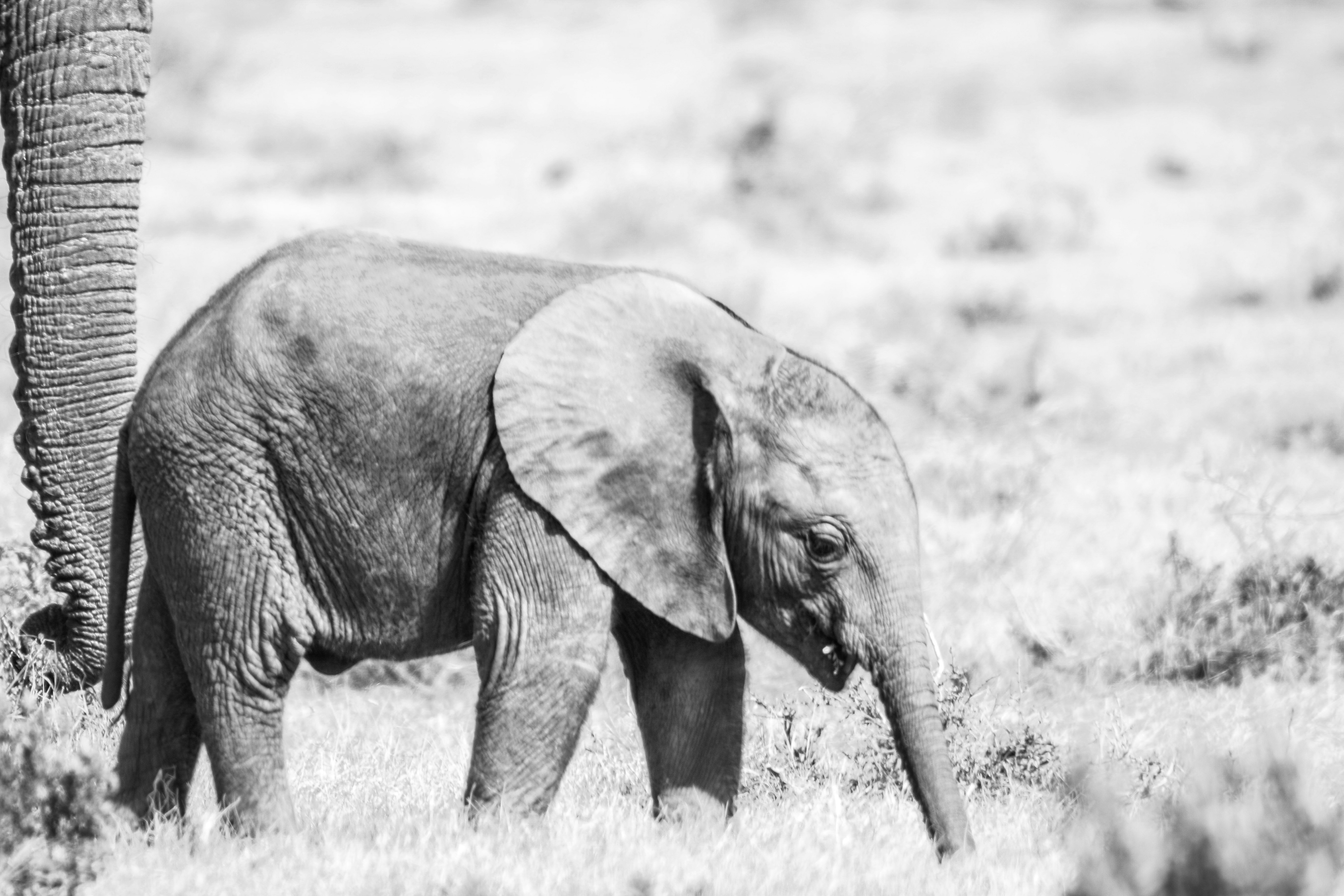 2 elephants walking on grass field during daytime