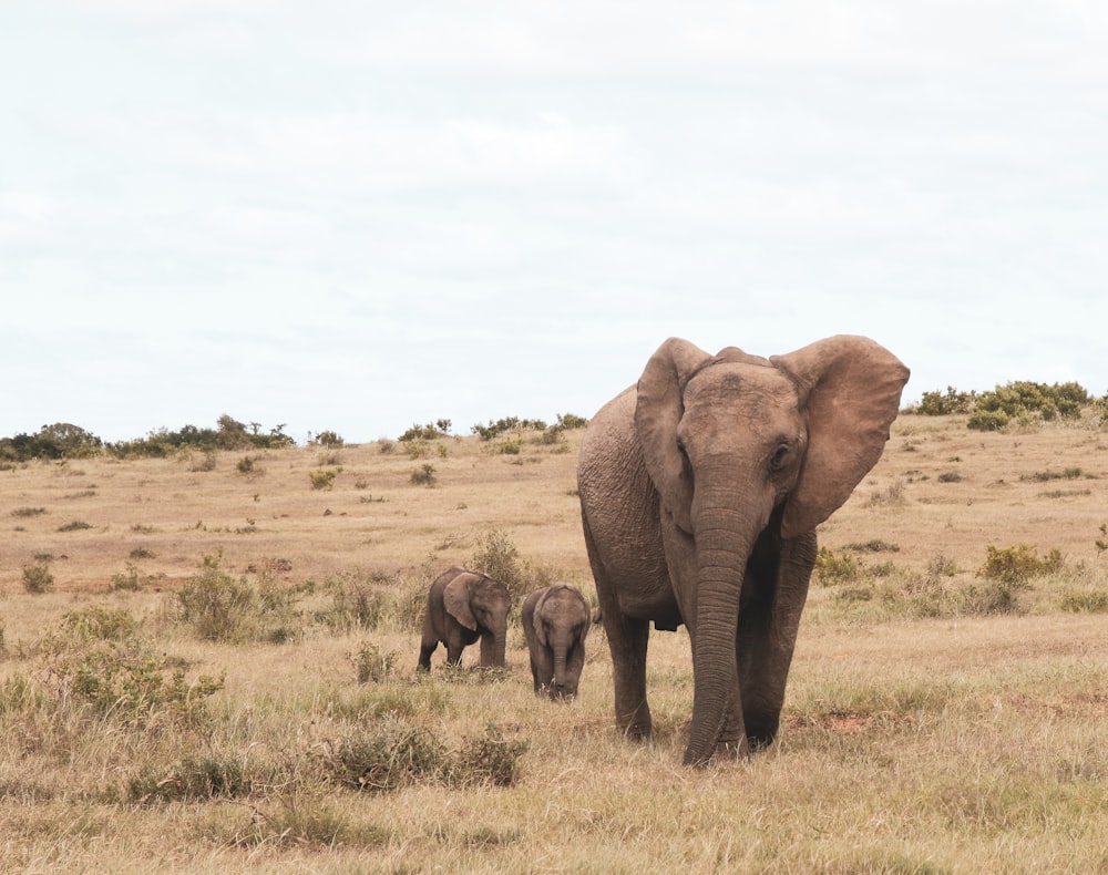 brown elephant on brown grass field during daytime