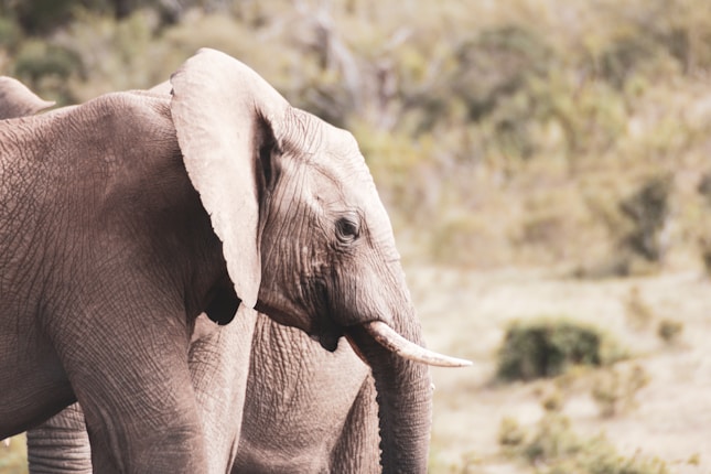 An elephant with large ears and a tusk is captured in a natural setting. The background consists of short shrubbery and a blurred landscape, suggesting a wildlife environment.
