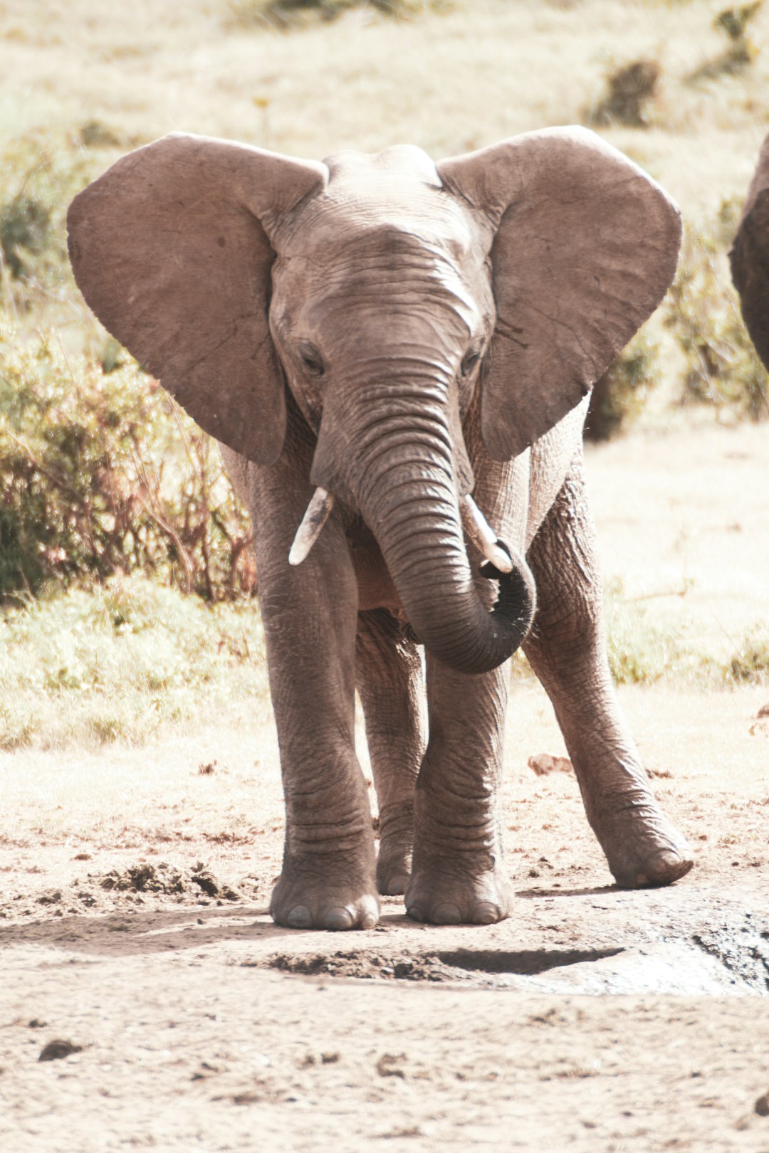 grey elephant walking on dirt ground during daytime