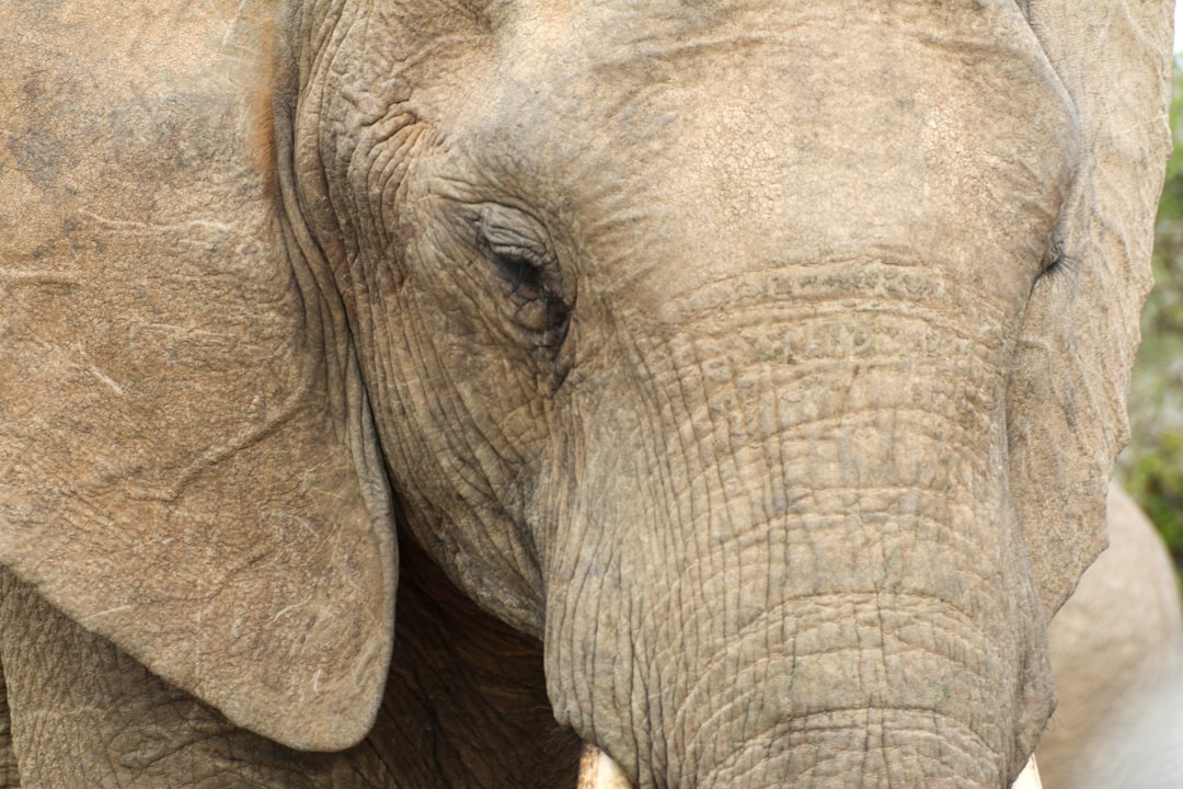 close up photo of elephant