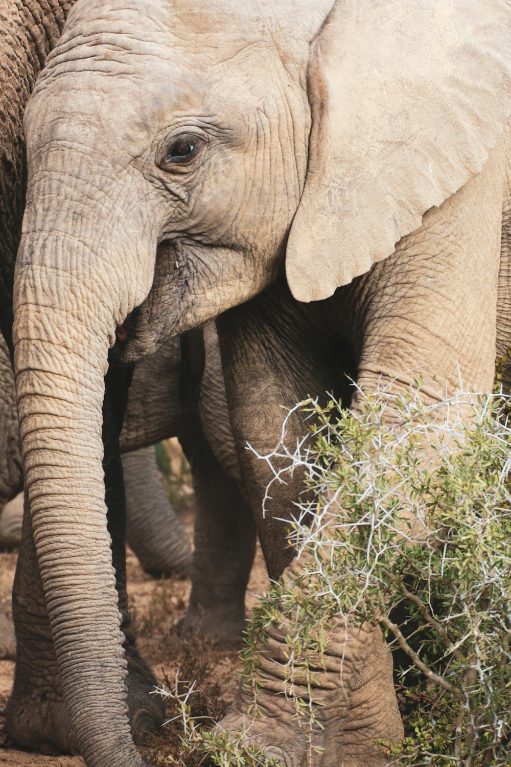 brown elephant eating grass during daytime