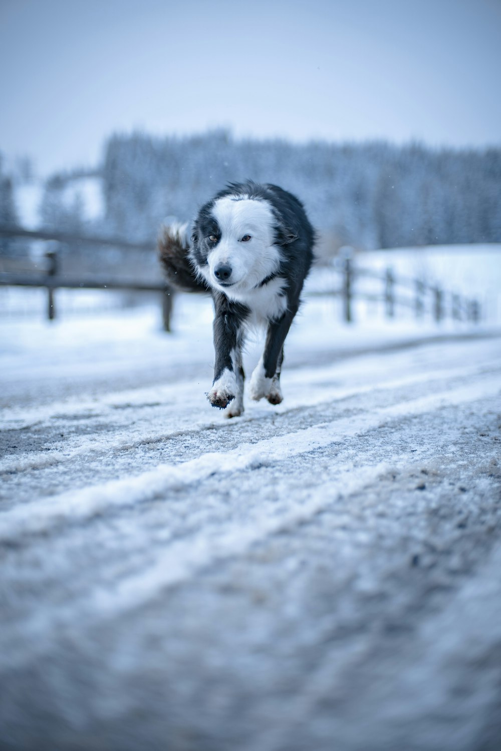 black and white border collie running on snow covered ground during daytime