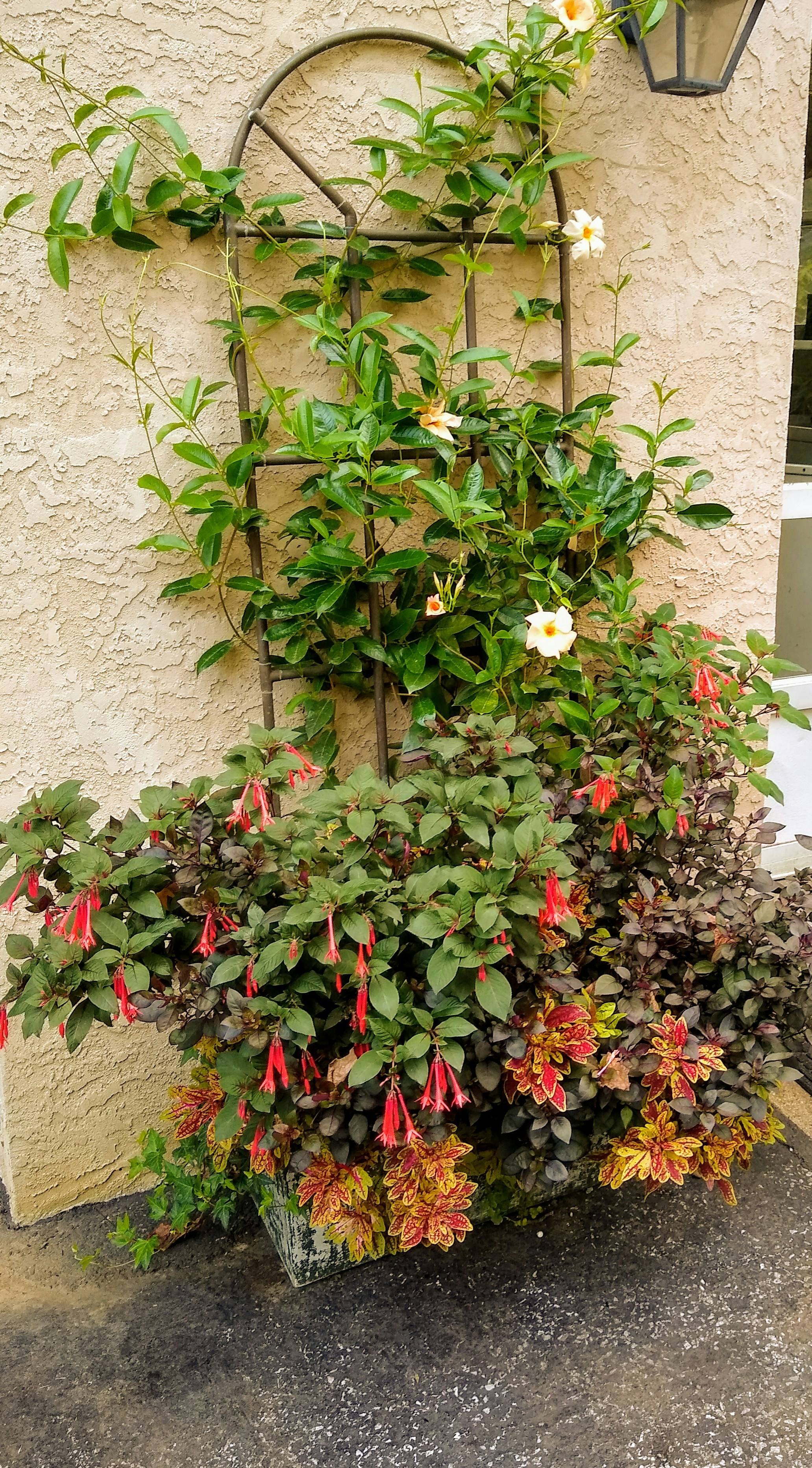 Como Usar Trepadeiras no Paisagismo para Criar Telas Verdes Naturais