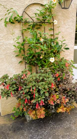 A garden scene featuring a decorative metal trellis supporting climbing green vines with several white flowers in bloom. Below, a variety of plants with lush green leaves and bright red flowers, as well as patterned yellow and red foliage, add a vibrant touch. The background consists of a textured beige wall, and a lantern is mounted on the wall nearby.