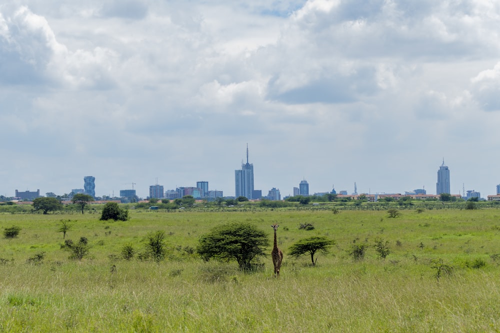 green grass field with green trees and buildings in distance under white clouds and blue sky