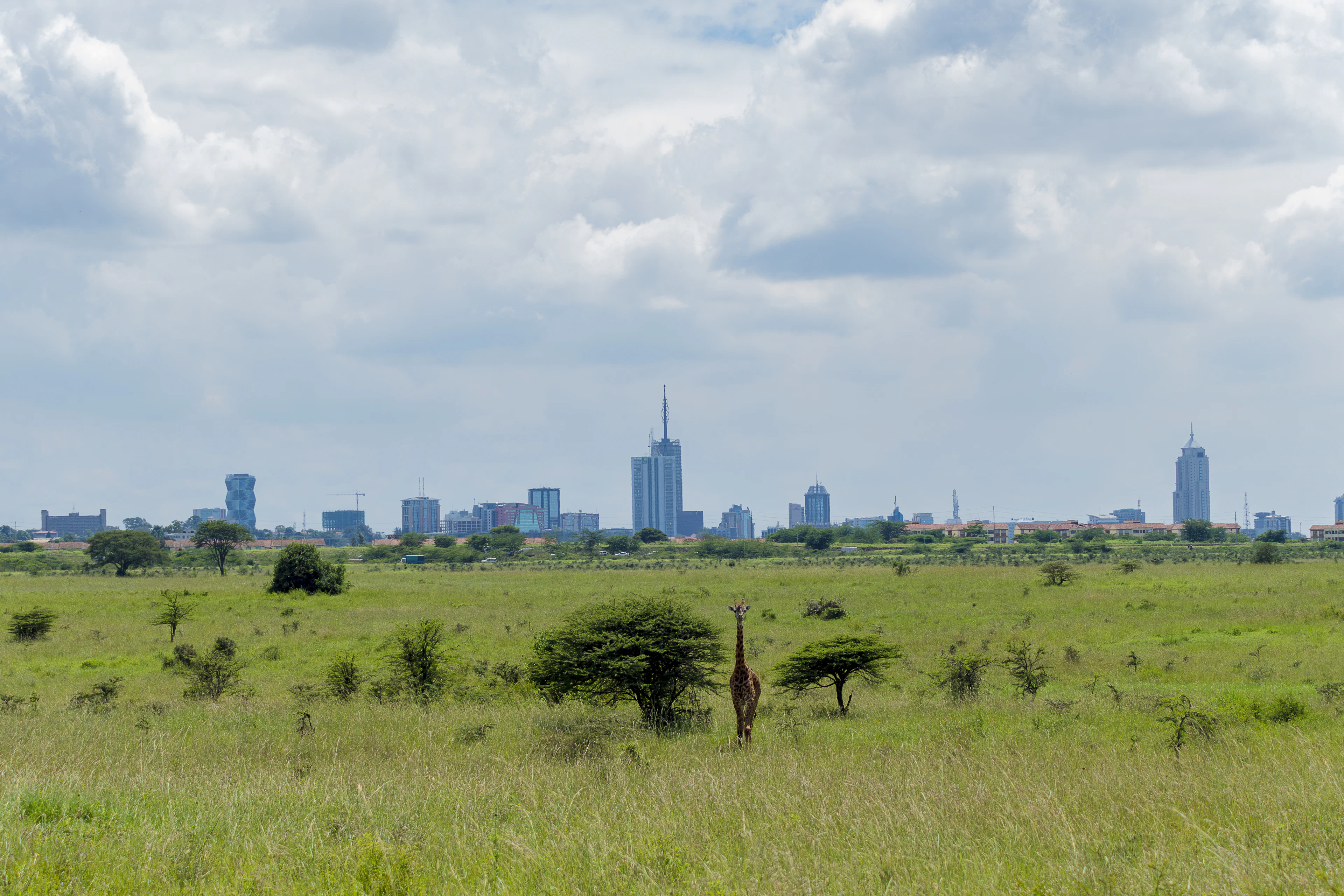Wildlife You Came For, Nairobi