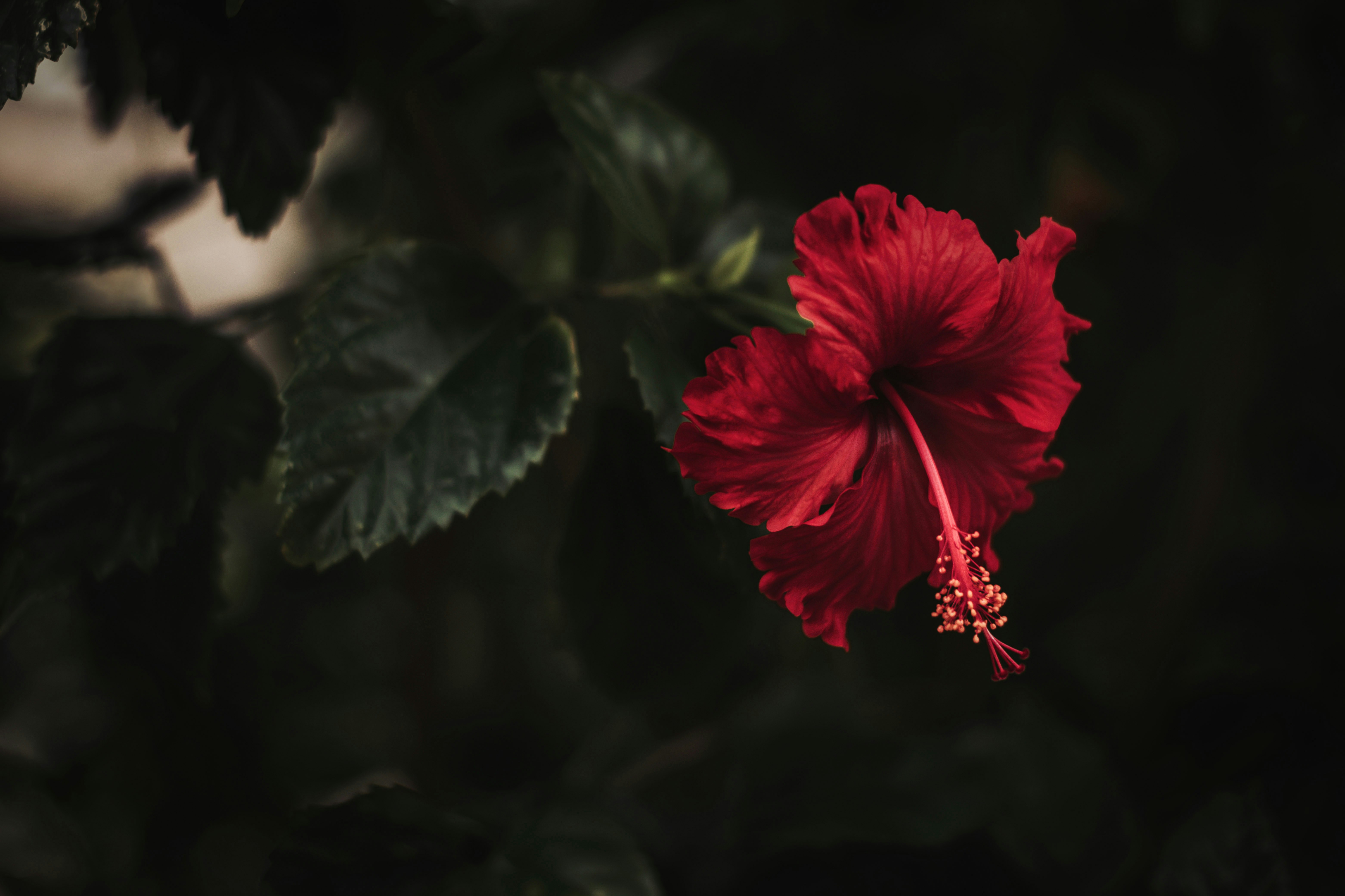 クローズ アップ写真で咲く赤いハイビスカスの写真 Unsplashで見つけるプラヤ デル カルメンの無料写真
